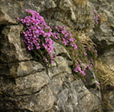 wildflower, saxifrage, yorkshire, alpine