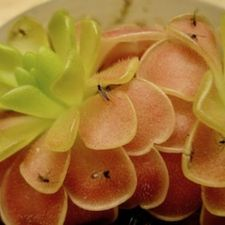 carnivorous plant, mexican butterwort, gnat catcher