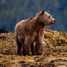 Bear, photography, camera, gallery, artists