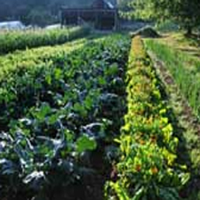 farm, farming, gardening, salt spring, buddhism
