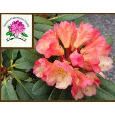 gardening, rhododendrons, rhodos, prining, shrubs, rhodo club, gardens