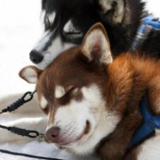 petition, animal abuse, walk, vigil, beban park, nanaimo, husky, 