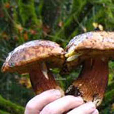 Mushroom, Forage, Foraging, Culinary, Workshops