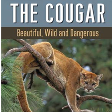 book, reading, signing, presentation, author, paula wild, cougar, puma, outdoors, The Cougar, Douglas & McIntyre, Courtenay, Courtenay Museum