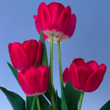 Spring,Flowers,