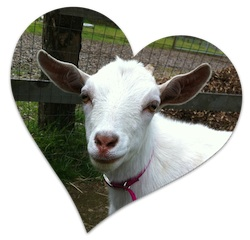 farm, petting farm, organic produce, farm market, goats, chickens
