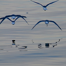 Geese photo by Rick Marotz