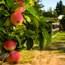 cider, festival, merridale