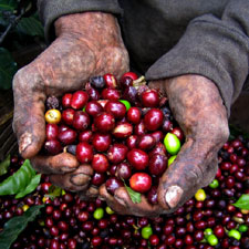 coffee, meeting, java, roast, beans, cafe
