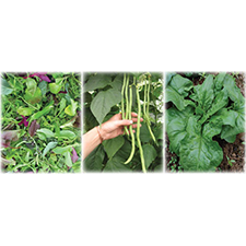 garden, farm, grow, seed, planting, Sooke, workshop, hand-on, on-farm, learn, sustainability, self-sufficiency, organic, heirloom, seed