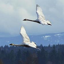 swans, birds, festival, wildlife, winter