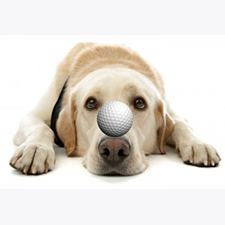 golf, animals, dogs, outdoors, raffle