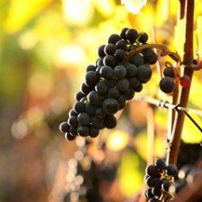 Island Grapes