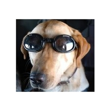free, dogs, training, learning, senior, helpful, love, intergenerational, workshop