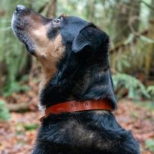 workshop, dog, dog collar, pets, leather, leatherwork, craft, handmade