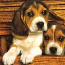 beagle; dog; walk;