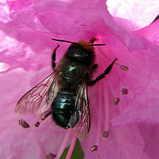 bee, nature, nature program, family event, free, park, kids program