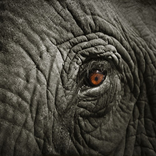 elephant, elephant earth, art, conservation, photography, adventure, adventure travel.