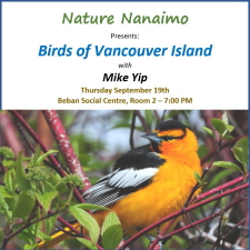 nature nanaimo, mike yip, birds