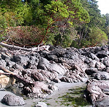 beach, nature program, guided walk, tidal, free, family, kids