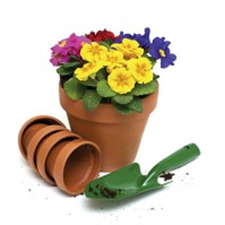 Plant