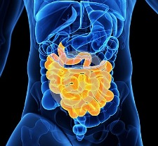 bacteria, digestion, health, sickness, wellness, 