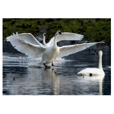 sacred dancing, nature, spirituality