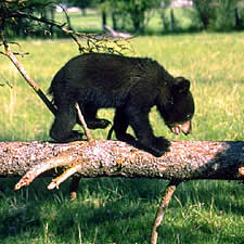 bear, nature program, park, forest, free, family, kids