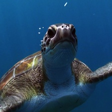 sea turtle, green turtle, underwater, diving, snorkeling, film, marine, wildlife, endangered