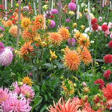 Dahlias, Flowers, Garden