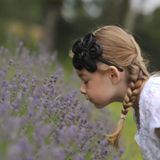 lavender field