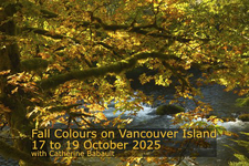 photography, tour, workshop, fall, nature, Comox Valley, Catherine Babault