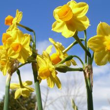 flowers, garden, yellow flowers