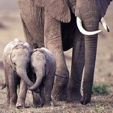 100 miles elephants