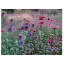 wild, garden, gorgeous.