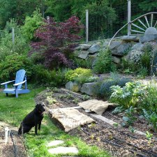 gardening, harvest