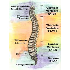 Nanaimo, chiropractor, chiropractic, dr. norm, lifehouse, health, healing, wellness, conscious evolution, wellbeing, entrainment, network, nsa, network spinal analysis, advance talk, gifts of the spine