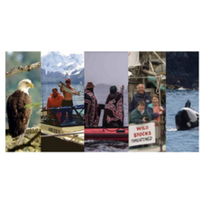 salmon, fish farms, ocean, conservation