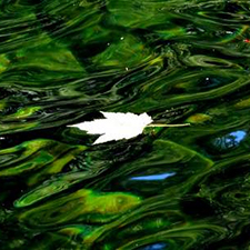 canada's maple leaf floating in our pristine waters!