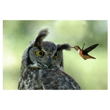 photography, nature photography, owl, humming bird, nature photographer, captured flight