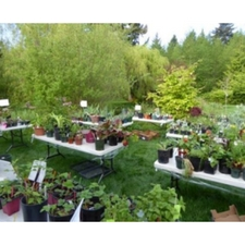plants garden