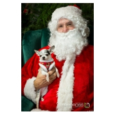 santa, pets, dog, chihuahua