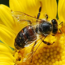 Bee, honey,