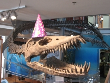 Museum, Fossil, Dinosaurs, BC, Birthday, Celebration, Party