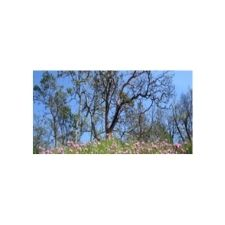 flowers, spring, earthday, nature, trees