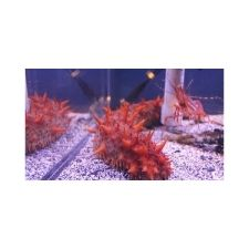 marine life, sea life, aquarium, port alberni