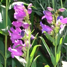 flowers, herbs, garden