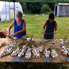 garlic, garlic braids, farm, organic