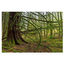 Woods, Photography, Fine Art, forest