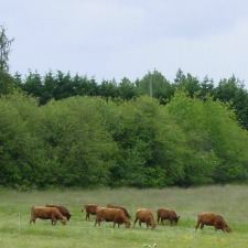 beef, cooking, grass-fed